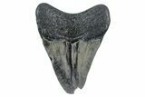 Bargain, , Fossil Megalodon Tooth - Georgia #338843-1